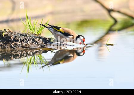 Ein durstiger europäischer Goldfink (Carduelis carduelis) an einem heißen Sommertag mit einem schönen Spiegeleffekt des Wassers. Stockfoto
