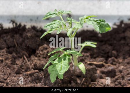 Setzlinge. Junge Tomatensprossen wachsen auf dem Fensterbrett, bevor sie im Frühling auf offenem Boden gepflanzt werden. Gartenarbeit. Hobby. Haushalt. Stockfoto