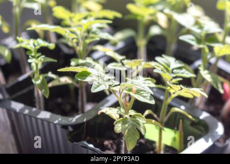 Setzlinge. Junge Tomatensprossen wachsen auf dem Fensterbrett, bevor sie im Frühling auf offenem Boden gepflanzt werden. Gartenarbeit. Hobby. Haushalt. Stockfoto