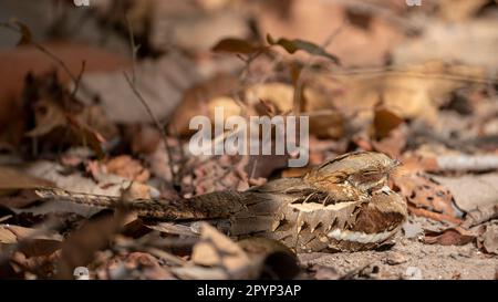 Das europäische Nachtglas (Caprimulgus europaeus), ein nachtaktiver Vogel, der auf dem Boden in den Wäldern Gambias schläft, mit perfekter Tarnung. Stockfoto