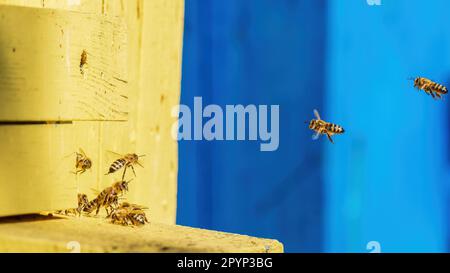 Eine Gruppe von Bienen in der Nähe des Bienenstocks während des Fluges sammeln Nektar Stockfoto