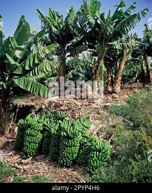 Kanarische Inseln. Teneriffa. Bananenplantage mit frisch geschnittenen Büscheln. Stockfoto