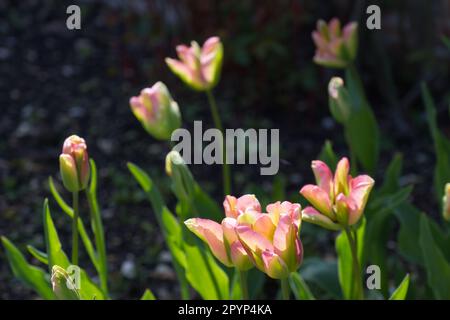 Rosafarbene und grüne Frühlingsblumen von Viridiflora Tulipa Goenland oder Grönland im britischen Garten April Stockfoto