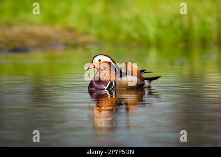 Eine wunderschöne Mandarinenente (Aix galericulata), männlich, schwimmend im See. Stockfoto