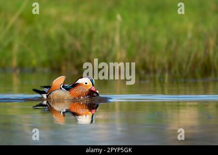 Eine wunderschöne Mandarinenente (Aix galericulata), männlich, schwimmend im See. Stockfoto