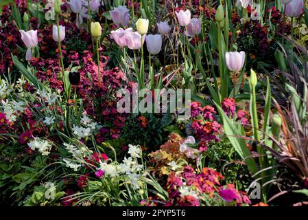 In den St James's Park Gardens blühen verschiedene helle Frühlingsblumen Stockfoto