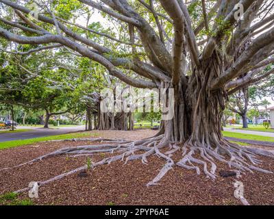 Banyon Tree Ficus benghalensis oder Indian banyan der Nationalbaum Indiens an der West Venice Avenue in Venice Florida USA, Stockfoto