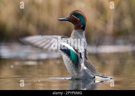 Männlicher Eurasischer Entenblauchbart (Anas crecca) mit seinen Flügeln Stockfoto