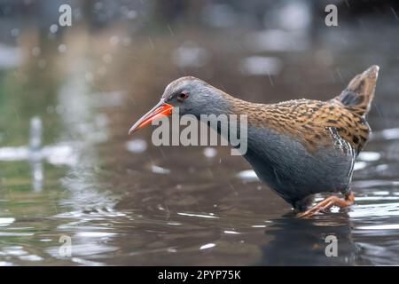 Die Wasserbahn (Rallus aquaticus) sucht nach Nahrung im Regen Stockfoto