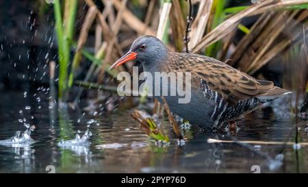 Die Wasserbahn (Rallus aquaticus) sucht nach Nahrung im Regen Stockfoto