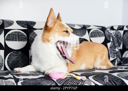 Porträt eines gähnenden Welsh Pembroke Corgi-Hundes auf der Couch. Gähnender Hund Stockfoto