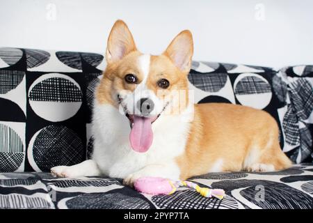 Süßer Welsh Pembroke Corgi Hund, der mit einem rosa Spielzeug auf der Couch spielt. Porträt des Hundes. Hund auf der Couch Stockfoto