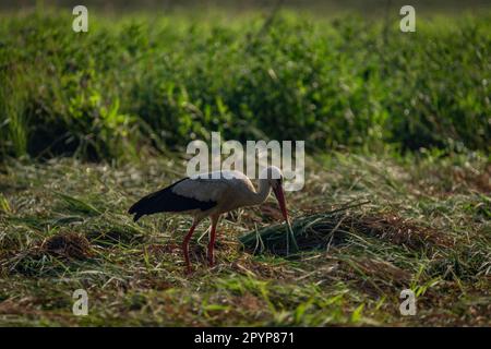 Storch auf dem Sommerfeld mit grünem Gras und Heu an sonnigen heißen Tagen Stockfoto