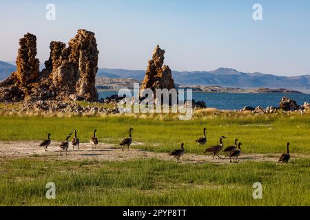 Die Fütterung kanadischer Gänse am Ufer des Mono Lake in der östlichen Sierra von Kalifornien, Stockfoto