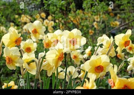 Narzissen "Pipe Major" in Blume. Stockfoto