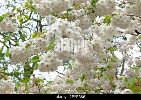 Prunus-Kirschblüte Prunus „Shogetsu“ in Blüte. Stockfoto