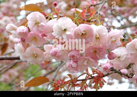 Prunus serrulata Kirschblüte 'Fugenzo' in Blüte. Stockfoto