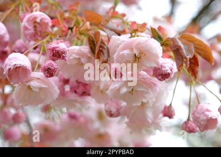 Prunus serrulata Kirschblüte 'Fugenzo' in Blüte. Stockfoto