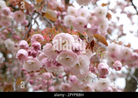 Prunus serrulata Kirschblüte 'Fugenzo' in Blüte. Stockfoto