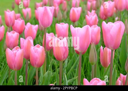 Triumph Tulpe „Herrin“ in Blume. Stockfoto
