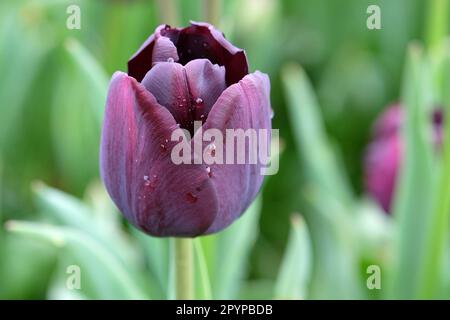 Triumph Tulip „Paul Scherer“ in Blume. Stockfoto