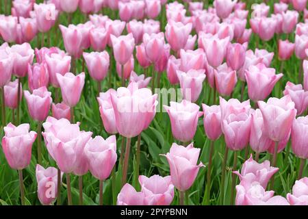 Triumph Tulpe „Mistress Mystic“ in Blume. Stockfoto