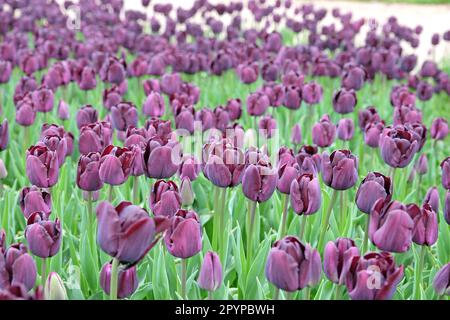 Triumph Tulip „Paul Scherer“ in Blume. Stockfoto