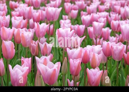 Triumph Tulpe „Mistress Mystic“ in Blume. Stockfoto
