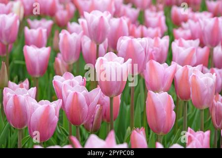 Triumph Tulpe „Mistress Mystic“ in Blume. Stockfoto