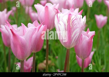 Triumph Tulpe „Mistress Mystic“ in Blume. Stockfoto