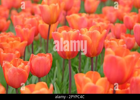 Triumph Tulip 'Annie SchilderÕ in Blume. Stockfoto