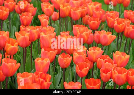 Triumph Tulip 'Annie SchilderÕ in Blume. Stockfoto