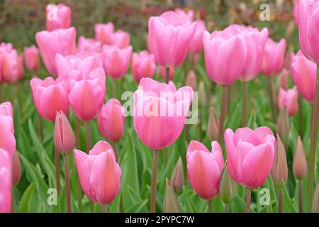 Triumph Tulpe „Herrin“ in Blume. Stockfoto