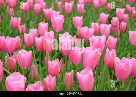 Triumph Tulpe „Herrin“ in Blume. Stockfoto