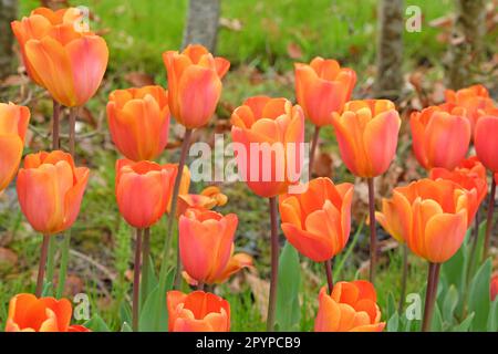 Triumph Tulip 'Annie SchilderÕ in Blume. Stockfoto