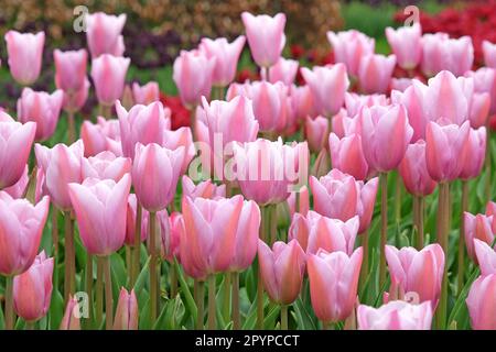 Triumph Tulpe „Mistress Mystic“ in Blume. Stockfoto