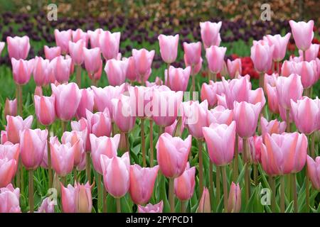 Triumph Tulpe „Mistress Mystic“ in Blume. Stockfoto
