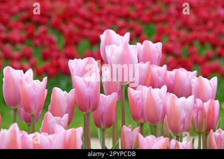 Triumph Tulpe „Mistress Mystic“ in Blume. Stockfoto
