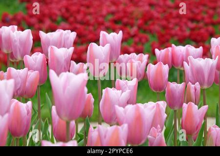 Triumph Tulpe „Mistress Mystic“ in Blume. Stockfoto