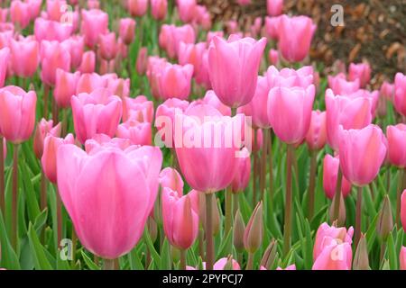 Triumph Tulpe „Herrin“ in Blume. Stockfoto