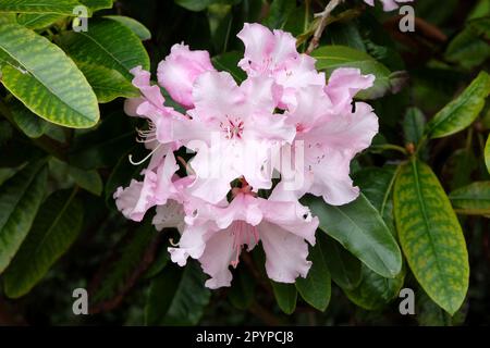 Rhododendron „Halopeanum“ oder Weiße Perle in Blume. Stockfoto