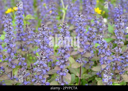 Ajuga reptans Bugleweed "Braunherz" in Blüte. Stockfoto