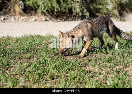 Ein Fuchs liegt tief in einem üppigen Grasfeld und erkundet seinen Lebensraum mit seinem scharfen Geruchssinn Stockfoto