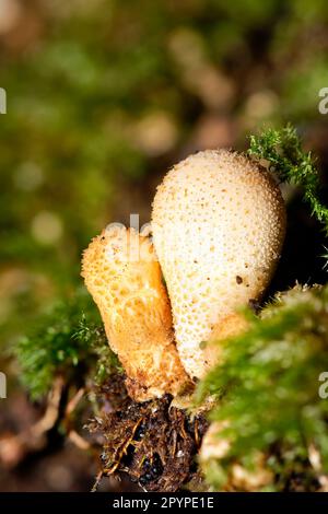 Gewöhnlicher Puffball - Lycoperdon Perlatum, junge Fruchtkörper auf Stumpf Stockfoto