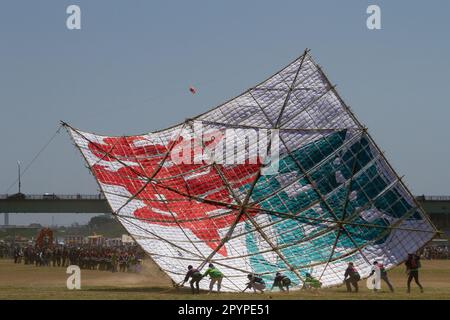 Sagamihara, Japan, Mai 5. 2023, Leute bereiten einen großen Drachen für den Flug beim Sagami Giant Kite Festival (Sagami-no-Oodako) Sagamihara vor. Das Sagami Giant Kite Festival begann in den 1830er Jahren als Ergänzung zum Children's Festival, das am 5. Mai in japan gefeiert wird. Mit der Zeit sind die Drachen, die aus Bambus und handgemachtem Papier bestehen, größer geworden. Die größten Drachen, die während dieses Festivals vom Flussufer der Sagami geflogen wurden, sind etwa 15 Meter lang und können über 900 Kilogramm wiegen. Ein Team von 80 bis 100 Personen braucht sie, um sie in die Luft zu jagen. Stockfoto