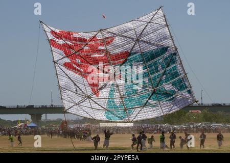 Sagamihara, Japan, Mai 5. 2023 Rennen die Menschen, während sie beim Sagami Giant Kite Festival (Sagami-no-Oodako) Sagamihara einen großen Drachen werfen. Das Sagami Giant Kite Festival begann in den 1830er Jahren als Ergänzung zum Children's Festival, das am 5. Mai in japan gefeiert wird. Mit der Zeit sind die Drachen, die aus Bambus und handgemachtem Papier bestehen, größer geworden. Die größten Drachen, die während dieses Festivals vom Flussufer der Sagami geflogen wurden, sind etwa 15 Meter lang und können über 900 Kilogramm wiegen. Ein Team von 80 bis 100 Personen braucht sie, um sie in die Luft zu jagen. Stockfoto