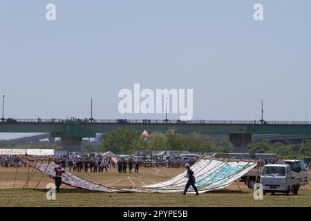 Sagamihara, Japan, Mai 5. 2023, Leute bereiten einen großen Drachen für den Flug beim Sagami Giant Kite Festival (Sagami-no-Oodako) Sagamihara vor. Das Sagami Giant Kite Festival begann in den 1830er Jahren als Ergänzung zum Children's Festival, das am 5. Mai in japan gefeiert wird. Mit der Zeit sind die Drachen, die aus Bambus und handgemachtem Papier bestehen, größer geworden. Die größten Drachen, die während dieses Festivals vom Flussufer der Sagami geflogen wurden, sind etwa 15 Meter lang und können über 900 Kilogramm wiegen. Ein Team von 80 bis 100 Personen braucht sie, um sie in die Luft zu jagen. Stockfoto