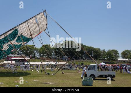 Sagamihara, Japan, Mai 5. 2023 wird Beim Sagami Giant Kite Festival (Sagami-no-Oodako) Sagamihara Ein großer Drachen auf Bambusstützen ausgestellt. Das Sagami Giant Kite Festival begann in den 1830er Jahren als Ergänzung zum Children's Festival, das am 5. Mai in japan gefeiert wird. Mit der Zeit sind die Drachen, die aus Bambus und handgemachtem Papier bestehen, größer geworden. Die größten Drachen, die während dieses Festivals vom Flussufer der Sagami geflogen wurden, sind etwa 15 Meter lang und können über 900 Kilogramm wiegen. Ein Team von 80 bis 100 Personen braucht sie, um sie in die Luft zu jagen. Stockfoto