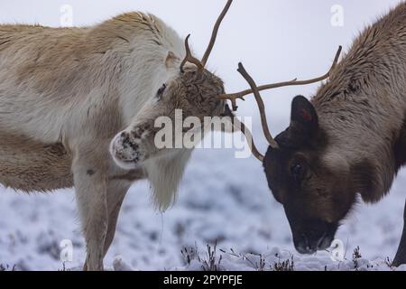 Zwei Rentiere kämpfen mit Geweihen in einer Winterlandschaft an einem nebligen Tag Stockfoto