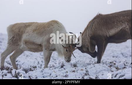 Zwei Rentiere stehen in einer nebligen Winterlandschaft und sehen sich mit ihrem Geweih in der Schlacht an Stockfoto